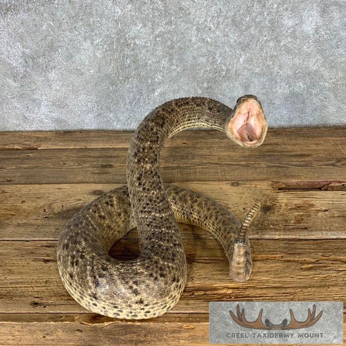 Western Diamondback Rattlesnake Taxidermy Mount For Sale - Creel Taxidermy