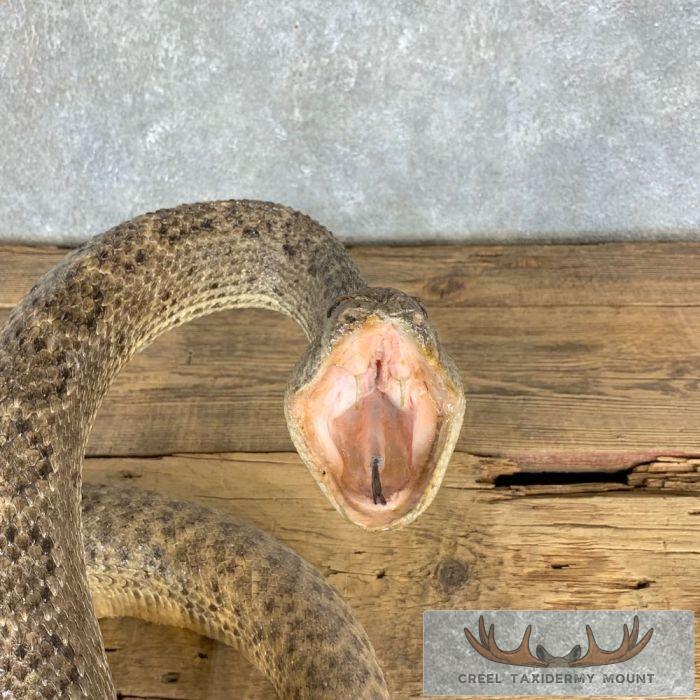 Western Diamondback Rattlesnake Taxidermy Mount For Sale - Creel Taxidermy