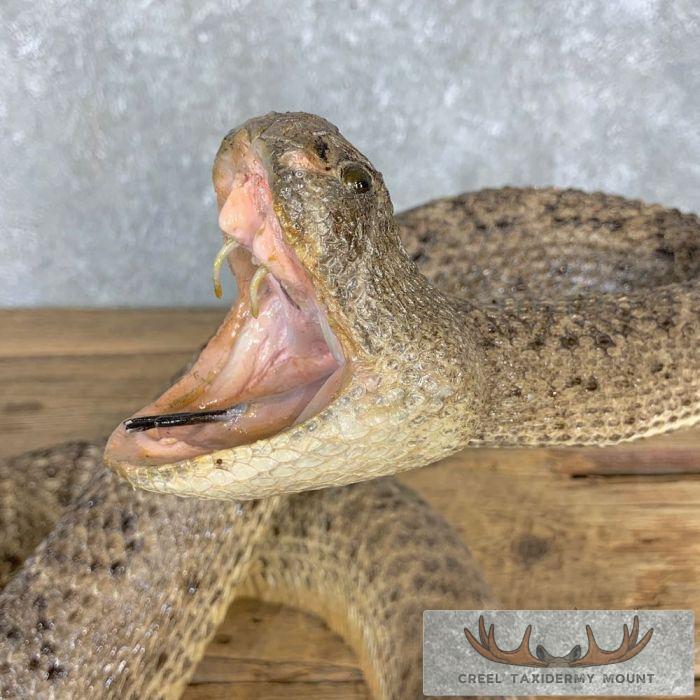 Western Diamondback Rattlesnake Taxidermy Mount For Sale - Creel Taxidermy