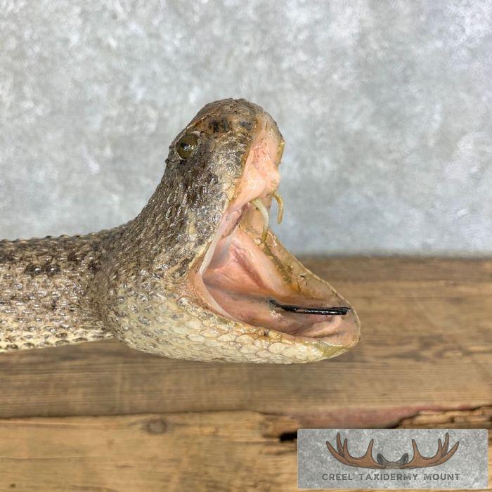 Western Diamondback Rattlesnake Taxidermy Mount For Sale - Creel Taxidermy