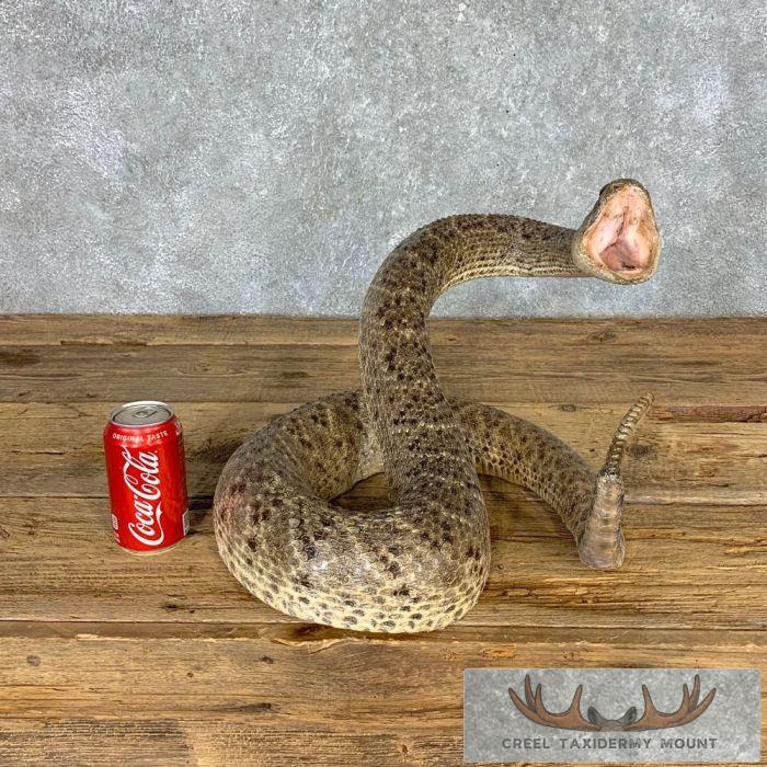 Western Diamondback Rattlesnake Taxidermy Mount For Sale - Creel Taxidermy