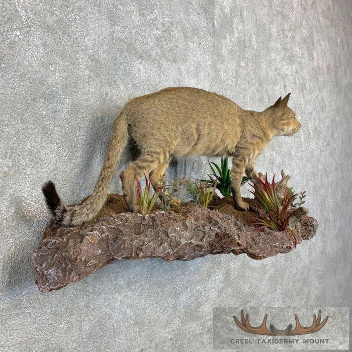 Wildcat Rodeo Mount African Wildcat Life Size Taxidermy Mount For Sale - Creel Taxidermy
