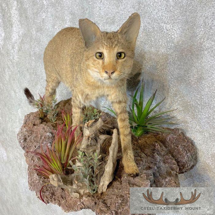 Wildcat Rodeo Mount African Wildcat Life Size Taxidermy Mount For Sale - Creel Taxidermy
