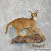 African Caracal Life-Size Taxidermy Mount For Sale - Image 2