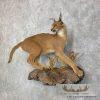 African Caracal Life-Size Taxidermy Mount For Sale - Image 3