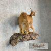 African Caracal Life-Size Taxidermy Mount For Sale - Image 4