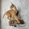 African Caracal Life-Size Taxidermy Mount For Sale - Image 5