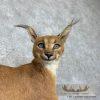 African Caracal Life-Size Taxidermy Mount For Sale - Image 6