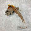 Golden Pheasant Taxidermy Bird Mount For Sale - Image 4