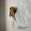Golden Pheasant Taxidermy Bird Mount For Sale - Image 5