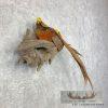 Golden Pheasant Taxidermy Bird Mount For Sale - Image 2