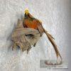 Golden Pheasant Taxidermy Bird Mount For Sale - Image 3