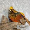 Golden Pheasant Taxidermy Bird Mount For Sale - Image 6