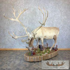 Eurasian Reindeer Life-Size Taxidermy Mount Taxidermy
