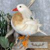 Leucistic Mandarin Duck Pair Taxidermy Bird Mount For Sale - Image 9