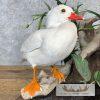 Leucistic Mandarin Duck Pair Taxidermy Bird Mount For Sale - Image 8