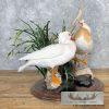 Leucistic Mandarin Duck Pair Taxidermy Bird Mount For Sale - Image 3