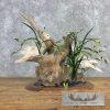 Leucistic Mandarin Duck Pair Taxidermy Bird Mount For Sale - Image 5