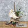 Leucistic Mandarin Duck Pair Taxidermy Bird Mount For Sale - Image 6
