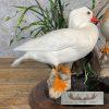 Leucistic Mandarin Duck Pair Taxidermy Bird Mount For Sale - Image 7