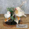 Leucistic Mandarin Duck Pair Taxidermy Bird Mount For Sale - Image 2