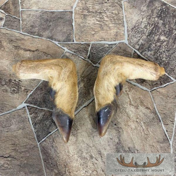 Deer Hoof Craft Pack For Sale - Image 2