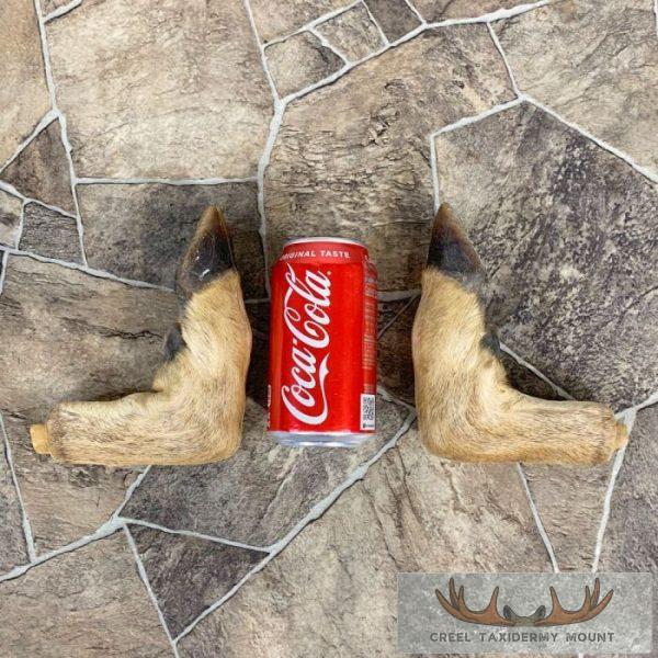 Deer Hoof Craft Pack For Sale - Image 4