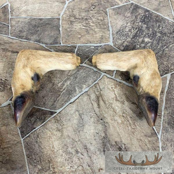 Deer Hoof Craft Pack For Sale - Image 3