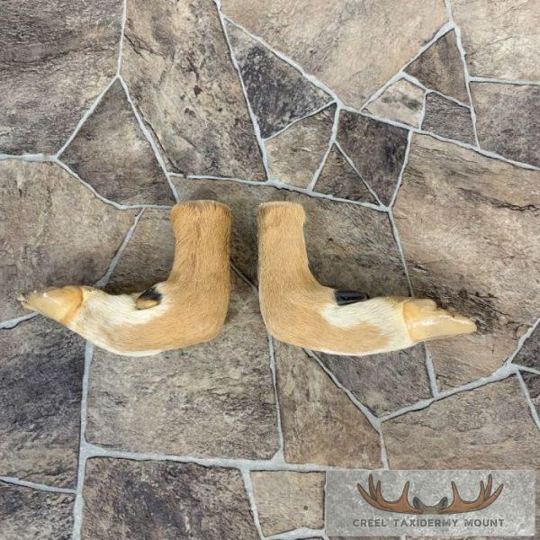 Deer Hoof Craft Pack For Sale - Image 3