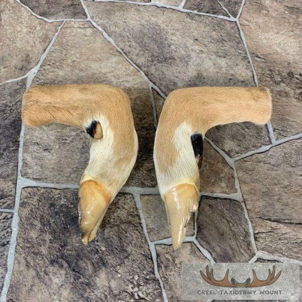 Deer Hoof Craft Pack For Sale - Image 2