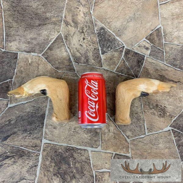 Deer Hoof Craft Pack For Sale - Image 4