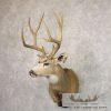 Mule Deer Taxidermy Shoulder Mount For Sale - Image 3
