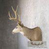 Mule Deer Taxidermy Shoulder Mount For Sale - Image 5