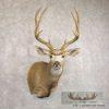 Mule Deer Taxidermy Shoulder Mount For Sale - Image 2