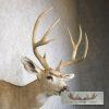 Mule Deer Taxidermy Shoulder Mount For Sale - Image 6