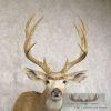 Mule Deer Taxidermy Shoulder Mount For Sale - Image 7
