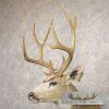 Mule Deer Taxidermy Shoulder Mount For Sale - Image 8