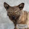 Black Coyote Life-Size Taxidermy Mount For Sale - Image 7