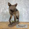 Black Coyote Life-Size Taxidermy Mount For Sale - Image 5