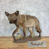 Black Coyote Life-Size Taxidermy Mount For Sale - Image 3