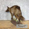 Black Coyote Life-Size Taxidermy Mount For Sale - Image 6