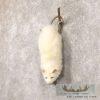 Albino Opossum Taxidermy Mount For Sale - Image 2