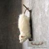 Albino Opossum Taxidermy Mount For Sale - Image 4