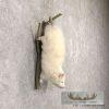 Albino Opossum Taxidermy Mount For Sale - Image 3