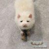 Albino Opossum Taxidermy Mount For Sale - Image 5