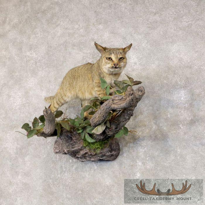 Wildcat Rodeo Mount African Wildcat Life Size Taxider For Sale | Creel Taxidermy