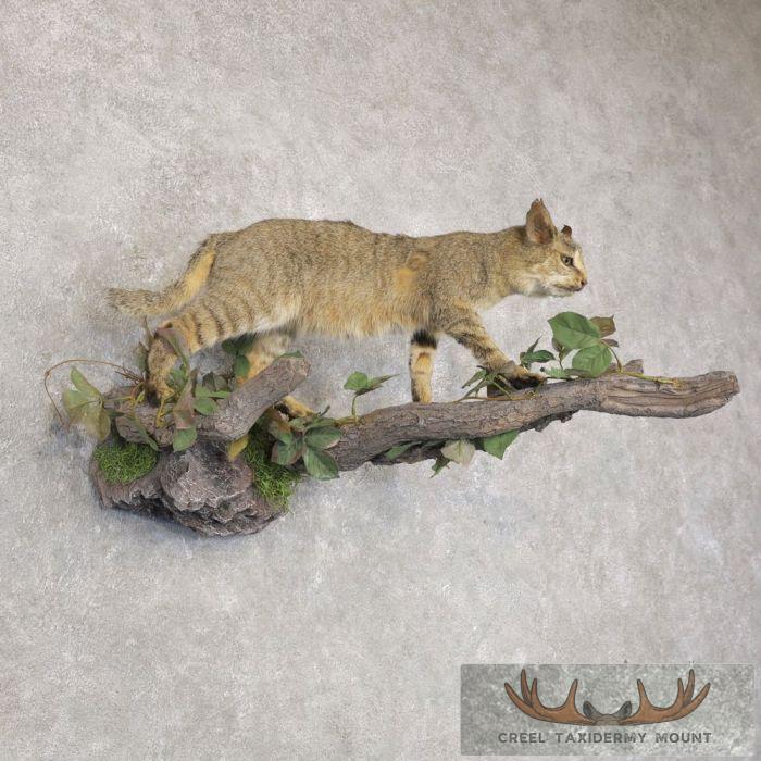 Wildcat Rodeo Mount African Wildcat Life Size Taxider For Sale | Creel Taxidermy