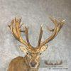 South Pacific Red Deer Stag Taxidermy Shoulder Mount For Sale - Image 10