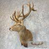 South Pacific Red Deer Stag Taxidermy Shoulder Mount For Sale - Image 3