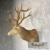 South Pacific Red Deer Stag Taxidermy Shoulder Mount For Sale - Image 5